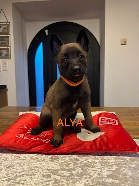 Du Royaume Du Phoenix - Chiots disponibles - Berger Belge