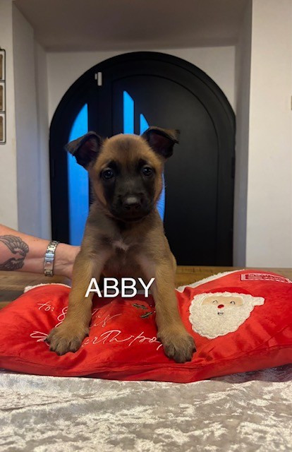 Du Royaume Du Phoenix - Chiots disponibles - Berger Belge