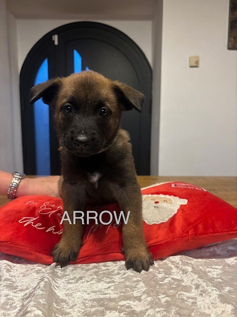 Du Royaume Du Phoenix - Chiots disponibles - Berger Belge