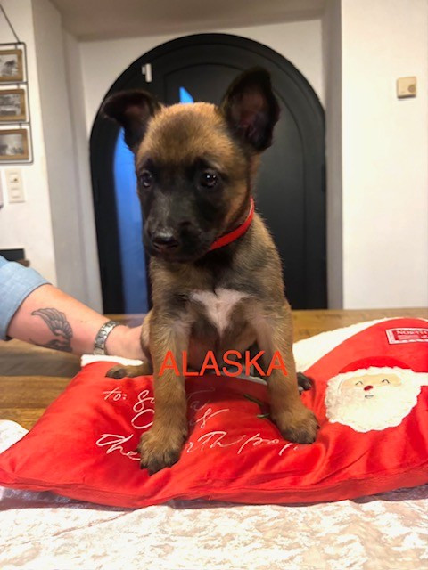 Du Royaume Du Phoenix - Chiots disponibles - Berger Belge