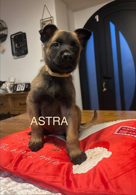 Du Royaume Du Phoenix - Chiots disponibles - Berger Belge