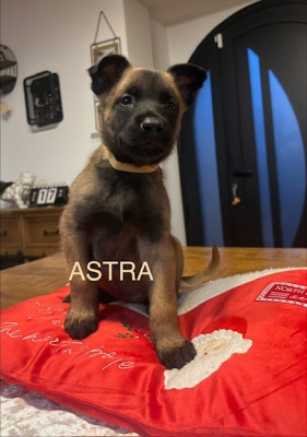 ASTRA
