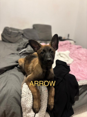ARROW